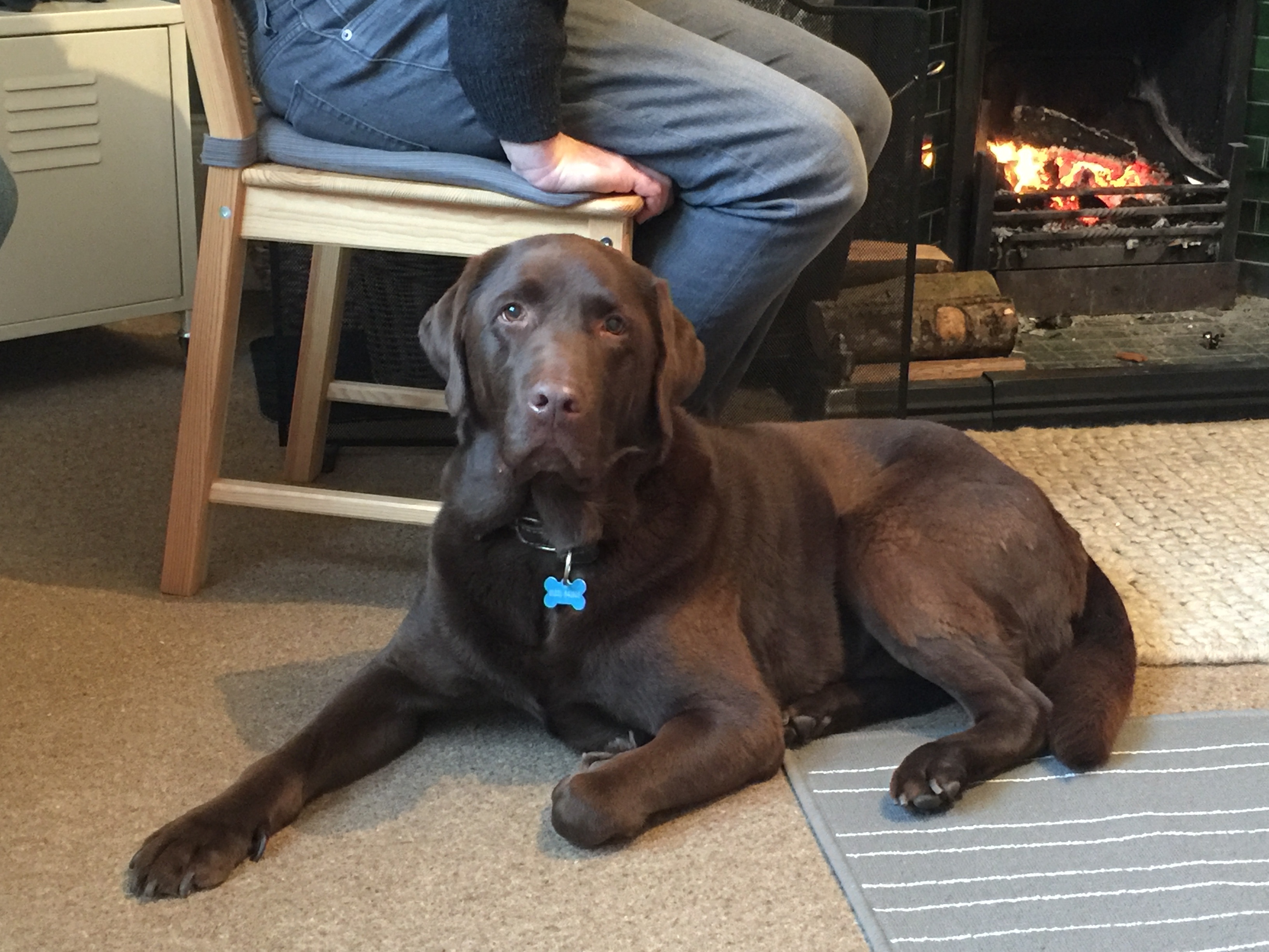 Chocolate Labradors are the best!